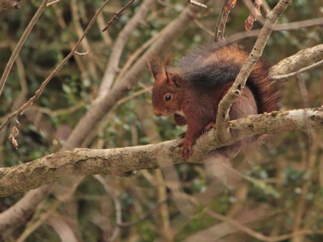 una ardilla en el arbol.jpg